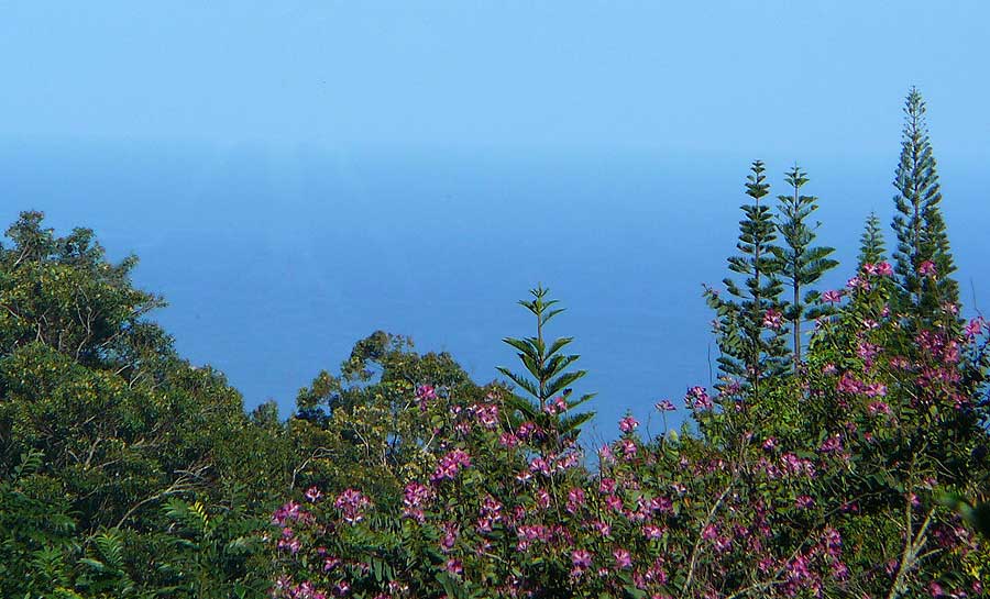 Ocean View from Royal Palms