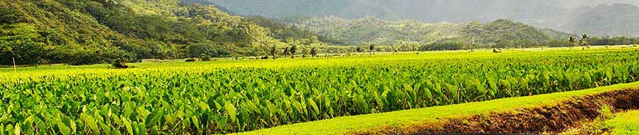 Hawaiian Taro Field